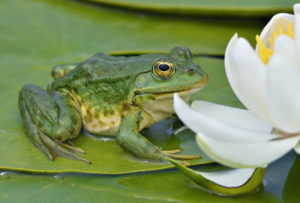 illustration-grenouille